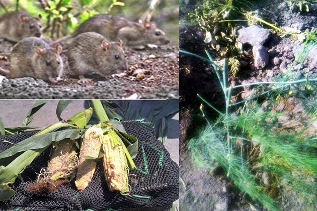 Huarmey: Plaga de ratas acaban con sembríos y ya han mordido a un niño en el Valle Culebras