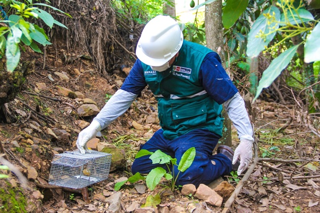 Callejón de Huaylas: Senasa evalúa zonas de producción para control de plaga de roedores